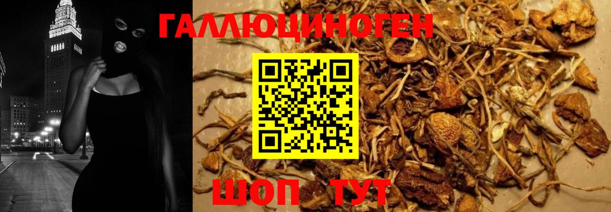 Псилоцибиновые грибы Cubensis Строитель